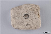 有孔蟲化石(牙蟲)藏品圖，第4張